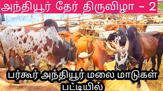 அந்தியூர் தேர் திருவிழா2024 # பர்கூர் மலை மாடுகள் #cow #bull # anthiyur # Erode district #tamil