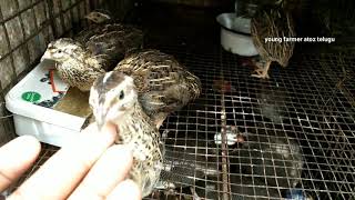 కేజ్ లో కౌజుల వివరాలు || Quail birds in cage