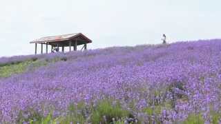 「黒瀬ラベンダー園」のラベンダー畑が見頃 @北海道砂川市 Sunagawa KuroseFarm Lavender, Hokkaido