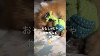 2歳ポメラニアン空太の成長日記〜ボクがいちば〜ん好きな遊びはママがいちば〜ん嫌がること🙅‍♀️〜#2024.2.7#shorts#ポメラニアン#ポメラニアン空太#癒し#もふもふ#いぬのきもち