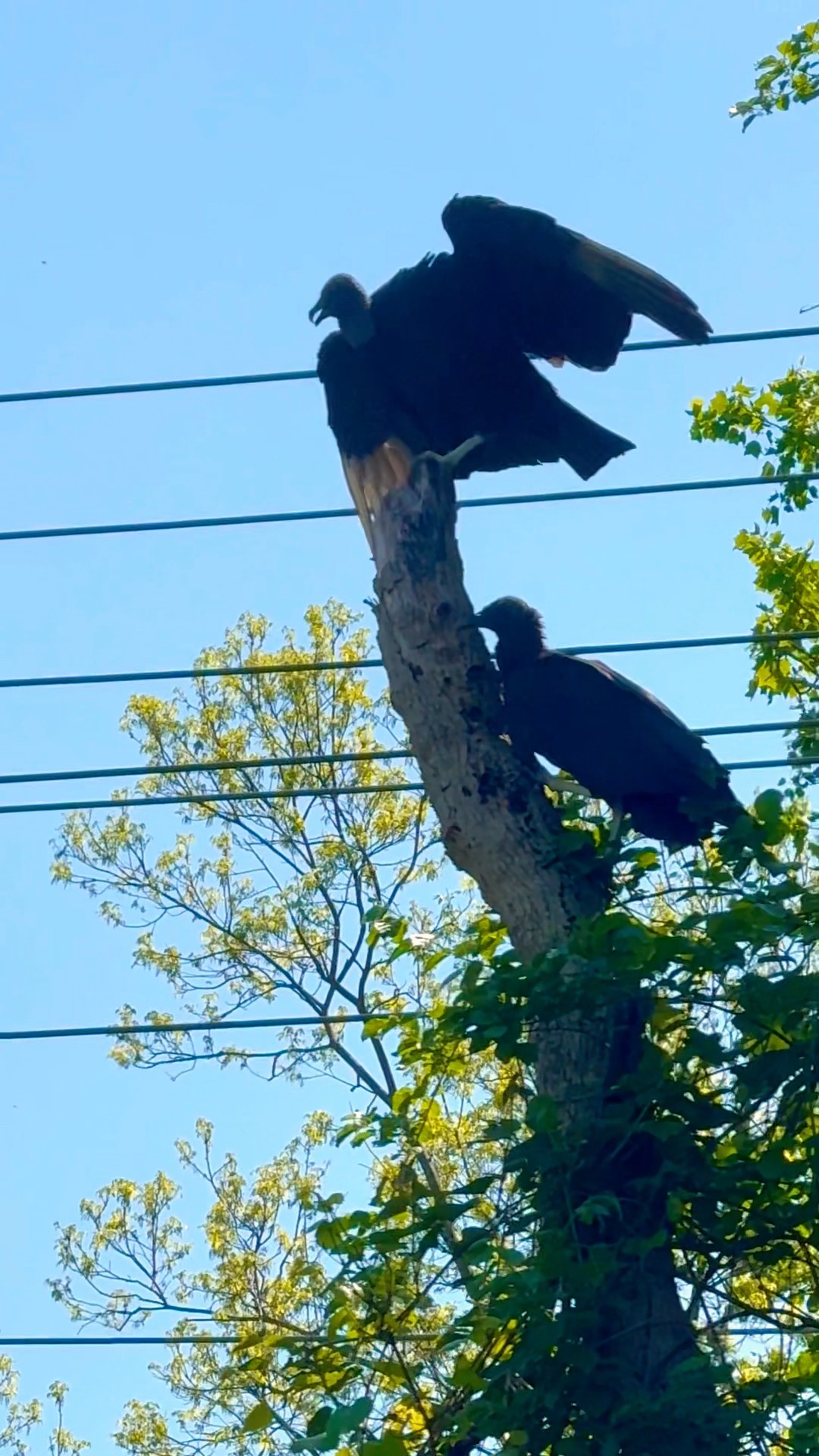 Black Vultures #shortsfeed #nature #nature #birding #birds #birdslover ...