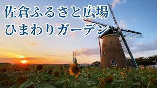 佐倉ふるさと広場　ひまわり畑　Sunflower field Sakura Furusato Square