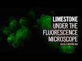 Limestone under the fluorescence microscope | by Motic Europe