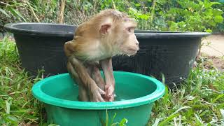 Monkey Yoko very cool after bathing mom cover towel for him