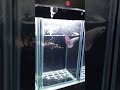 betta system by aqua one