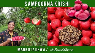 ರೋಗನಿರೋಧಕ 'ಮಕೋತ ದೇವಾ' | Mahkota Dewa / God's Crown - Immunity Booster | Sampoorna Krishi