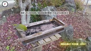 野鳥を庭に　スズメ　メジロ　ジョウビタキ（♂）ヒヨドリ　241227　\