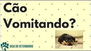 Vômito do Alimento Inteiro É Problema? Alimento Não Digerido é Regurgitação! - Dica do Veterinário