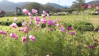 かりがね堤(富士市)  秋の風景