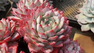 GIANT SUCCULENT PLANTS 超值多肉：直播带货，多肉基地的便宜多肉等你来拿 #succulent