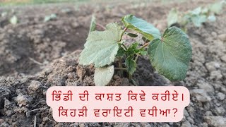 ਭਿੰਡੀ ਦੀ ਕਾਸ਼ਤ lady finger farming ਕਿਹੜੀ ਵਰਾਇਟੀ ਵਧੀਆ?#sygenta #sidhumoosewala #farminglover