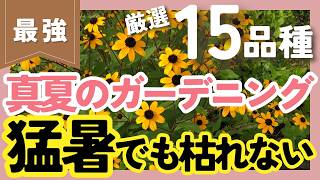 【西日に強い植物☀️】猛暑に負けない15品種を厳選！夏でも花を楽しもう【ガーデニング】【園芸】