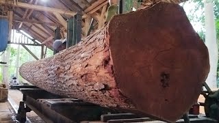 Longest in history!  Mahogany wood cutting.