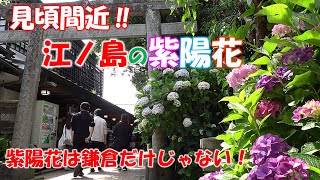 見頃間近‼ 江ノ島の紫陽花　鎌倉だけじゃない！〖4K〗