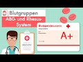 Blutgruppen - AB0- und Rhesus-System einfach erklärt