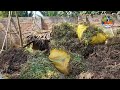 বর্ষাকালে ছাগলের খাবার সংরক্ষণ goat feed storage during monsoon. asd goat farm