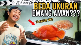 IKAN OSCAR BEDA UKURAN SATU TANK!!! GA BAHAYA TAH?