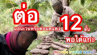 ต่อนอนเวนหรือต่อมดแดงรังใหญ่ 12 ชั้น@พรานผึ้งกรุงเทพนนทบุรี