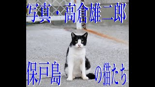 高倉雄二郎・写真－保戸島の猫たち