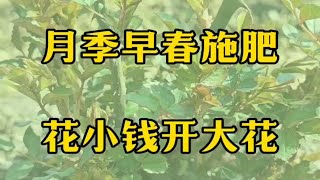 江浙沪月季早春施肥方案