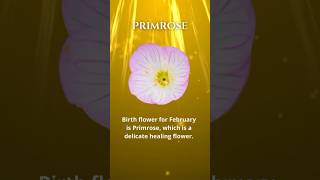 Primrose February Birth Month Symbolic Meaning is a delicate healing flower. 🩷 Click link in bio!