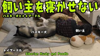 飼い主を寝かせないハスキー犬とトイプードルが面白い Husky and Poodle