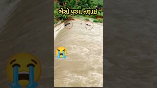 ભેંસો પાણીમા પડી 😭|| buffalo fell into the water #buffalo #rain #ભેસ #jugaad #kishan #shortsfeed