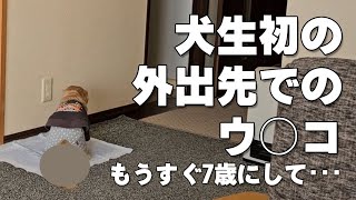 犬生初！自分の家以外でウ○コを･･･｜ミニチュアダックスフンドのかわいい日常 No.512