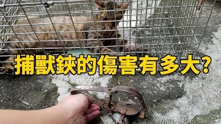 你知道捕獸夾的傷害力有多大嗎 貓咪中捕獸鋏救援【貓總裁\u0026日郡】