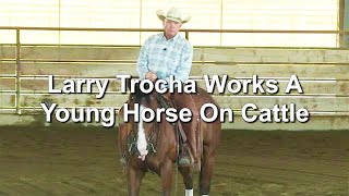 Training a Horse on Cattle - cutting horse - ranch sorting - reined cow horse