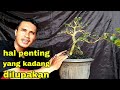 5 Cara Ini Ampuh Membuat Bonsai Lebih Cepat Hanya Di Atas Pot Kecil