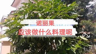 Noni 上天恩赐的仙果树 诺丽果 有两百多种营养 两千年的历史树竟然出现在..