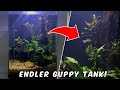 Endler Guppy Aquarium! 30L No CO2 Planted Tank Low Tech