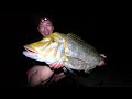 ある大物の巣窟になっている島の堤防でブッコミ釣りしたら…大事件が発生してしまった【ブッコミ釣り遠征 2】