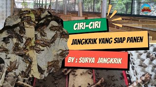 CIRI CIRI JANGKRIK YANG SIAP PANEN !!!