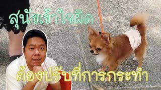 เมื่อสุนัขเข้าใจผิด ต้องปรับที่การกระทำ (ชิวาว่า)