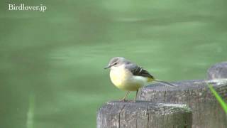 野鳥撮影・ キセキレイ　Grey Wagtail