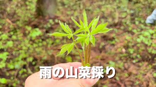 【山菜採り】雨の中山菜を採る人々。コゴミ・ウド・木の芽・ウルイ・コシアブラ