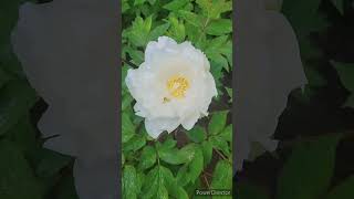 牡丹の花「新五大州」／PEONY FLOWER \