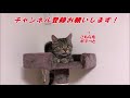 妹の手作りカレーの匂いに我慢できずいたずらしに来てしまった猫ｗ