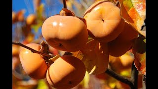 Persimmon picking in Australia - Hái hồng ở Úc