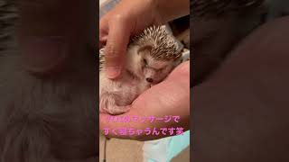 【ハリネズミ】マッサージですぐに寝ちゃうんです笑