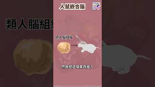 人鼠嵌合腦🐭🧠｜一分鐘科學新鮮事 EP88 #shorts