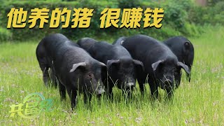 一头猪多卖6,000元！他另辟蹊径养黑猪，想尽办法让猪多长肥肉，不好卖的肥肉在他手里成了赚钱的宝贝！|「共富经」20230830