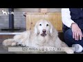 도그원 pet tv 강아지 훈련의 정석 14편 훈련을 실패하는 이유 훈련사가 알려주는 애견훈련 dog training