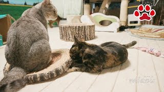 先住猫もお手上げ！強すぎる仔猫【瀬戸のらな日記】Even Senior cats gave up  Strongest kitten