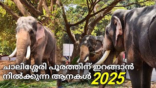 ചാലിശ്ശേരി പൂരം 2025 chalissery pooram 2025 ചാലിശ്ശേരി പൂരത്തിന് വന്ന ആനകൾ |#chalissery_pooram_2025