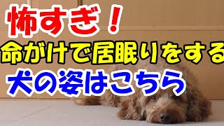 飼い主の下敷きになりそうな場所で居眠りする犬【保護犬ミックス犬ダップーとの暮らしのVlog】