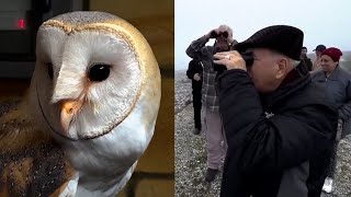 Middle East Scientists Work to Save Barn Owls' Habitat