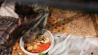Bear Creek Sanctuary - Sloth Yawn!